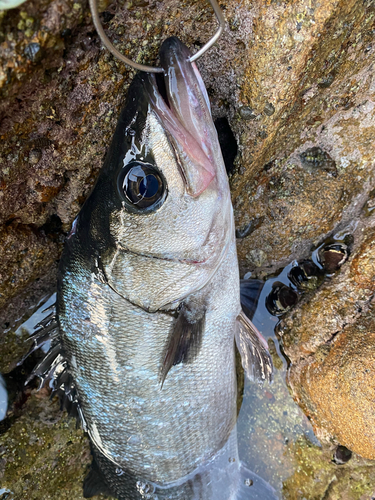 ヒラスズキの釣果