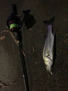 セイゴ（マルスズキ）の釣果