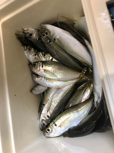 アジの釣果