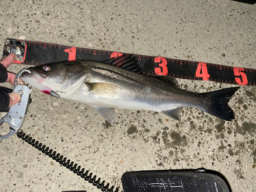 シーバスの釣果