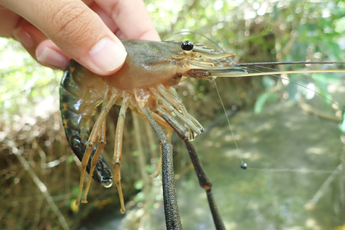 テナガエビの釣果