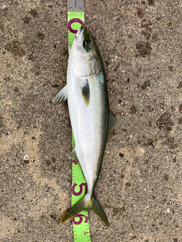 ハマチの釣果