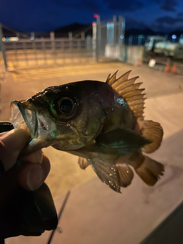 メバルの釣果