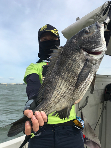 クロダイの釣果