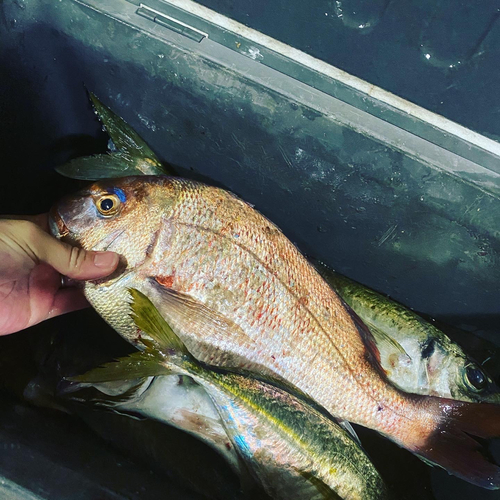 マダイの釣果