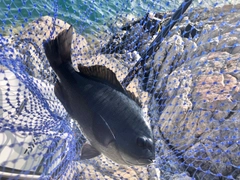 クチブトグレの釣果