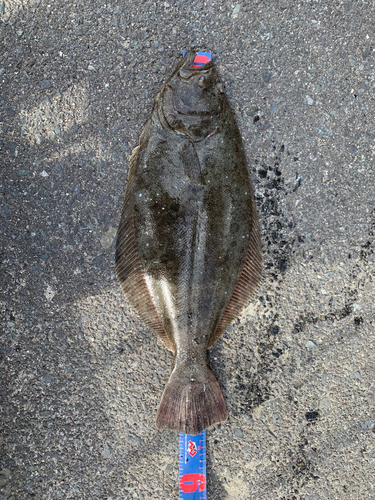 ヒラメの釣果