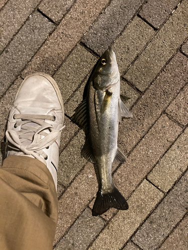 セイゴ（マルスズキ）の釣果