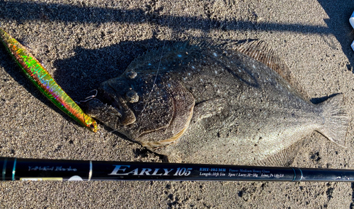 ヒラメの釣果