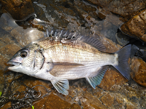 チヌの釣果