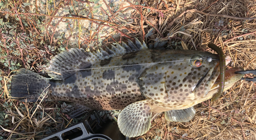 チャイロマルハタの釣果