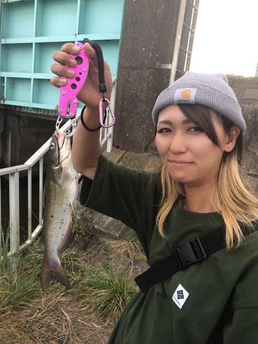 アメリカナマズの釣果