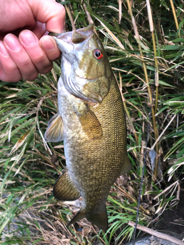 スモールマウスバスの釣果