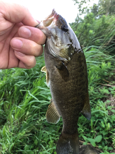 スモールマウスバスの釣果