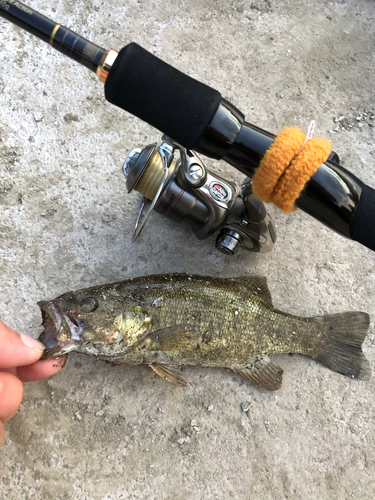 スモールマウスバスの釣果