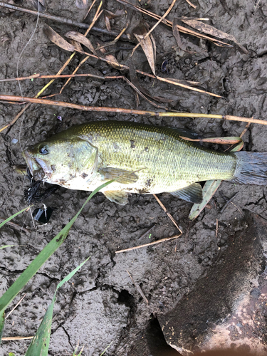 ラージマウスバスの釣果