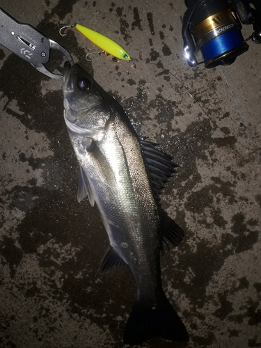 シーバスの釣果