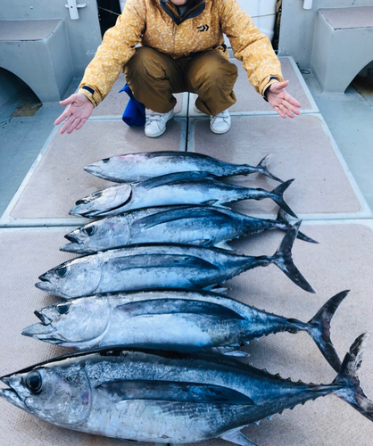 ビンチョウマグロの釣果