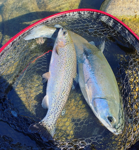 ニジマスの釣果