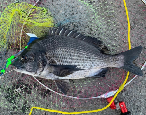 チヌの釣果