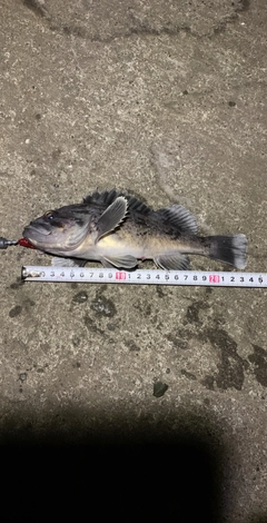 クロソイの釣果