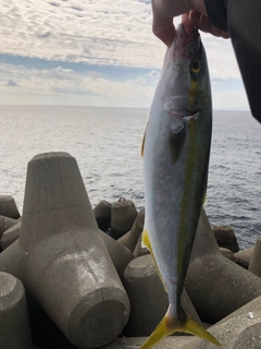 ツバスの釣果