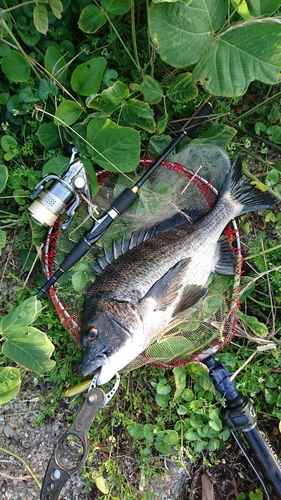 クロダイの釣果