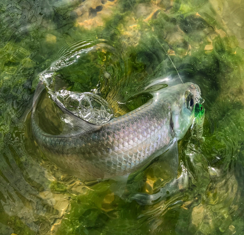 イセゴイの釣果