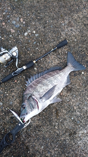 クロダイの釣果