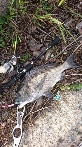 クロダイの釣果