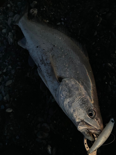 ニベの釣果