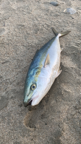 ブリの釣果