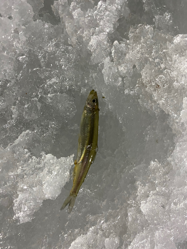 ワカサギの釣果