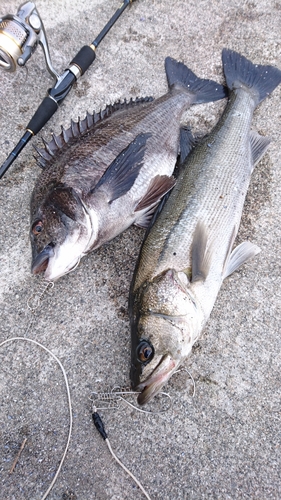 クロダイの釣果