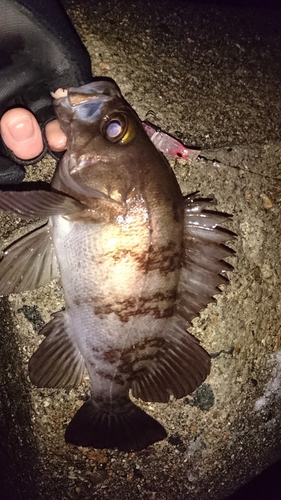 メバルの釣果