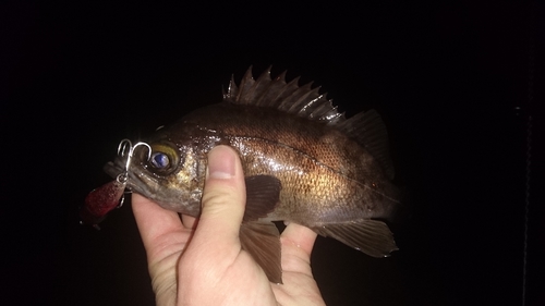 メバルの釣果