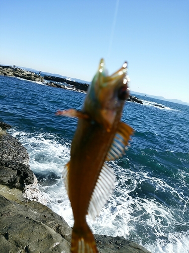 アナハゼの釣果