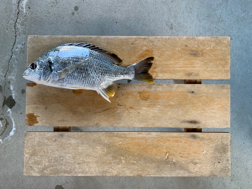 キビレの釣果