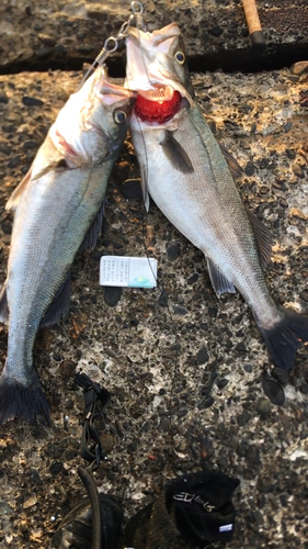 シーバスの釣果