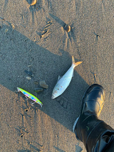 コノシロの釣果