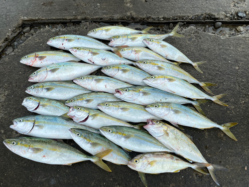 ヤズの釣果