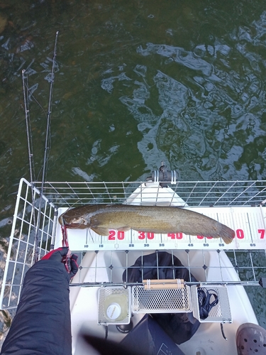 ナマズの釣果