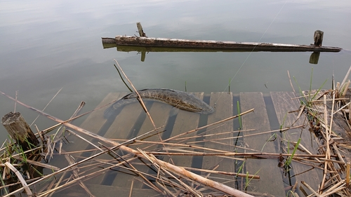 ライギョの釣果