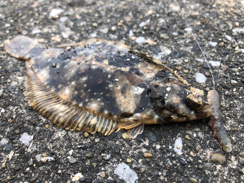 カレイの釣果