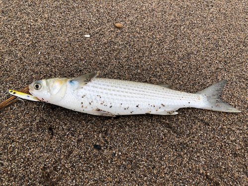 釣果