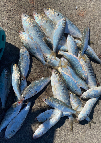 コノシロの釣果