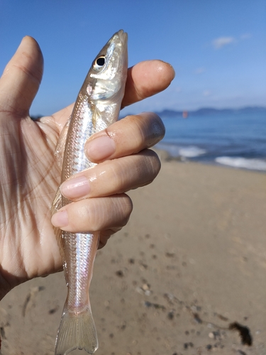 キスの釣果