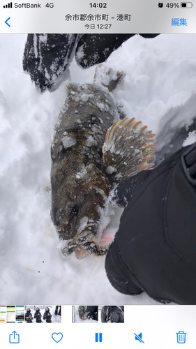 アイナメの釣果