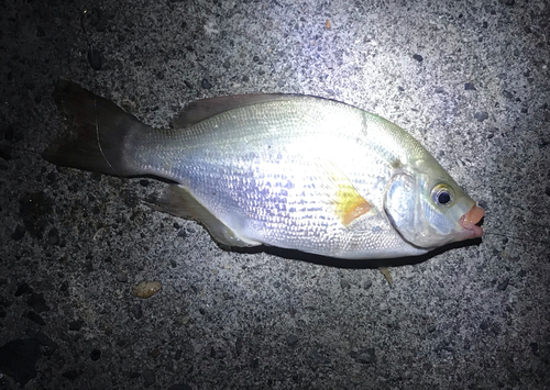 ウミタナゴの釣果