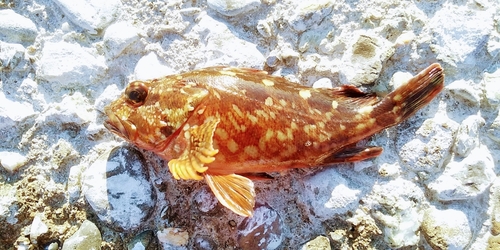 カサゴの釣果